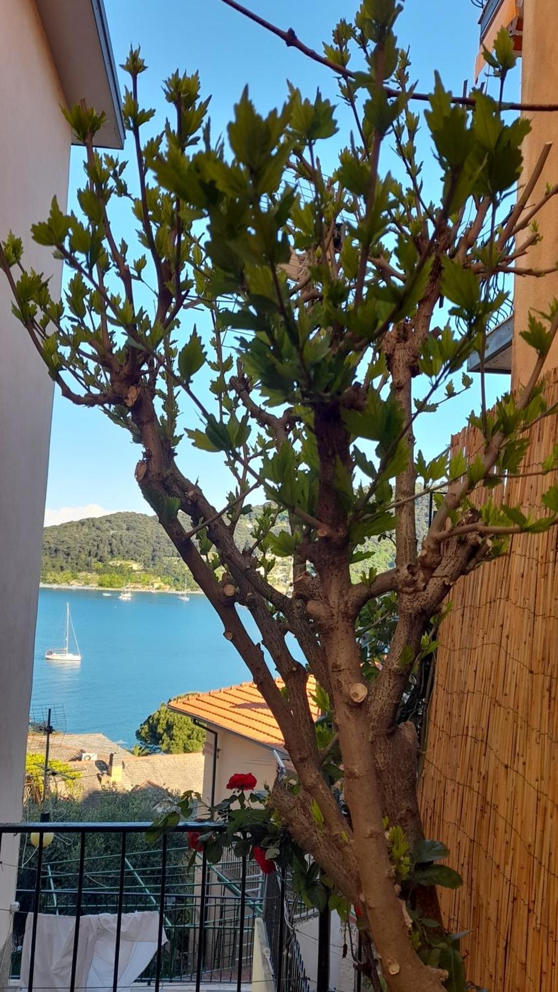 Casa Vacanze Ibiscus بورتوفينيري المظهر الخارجي الصورة
